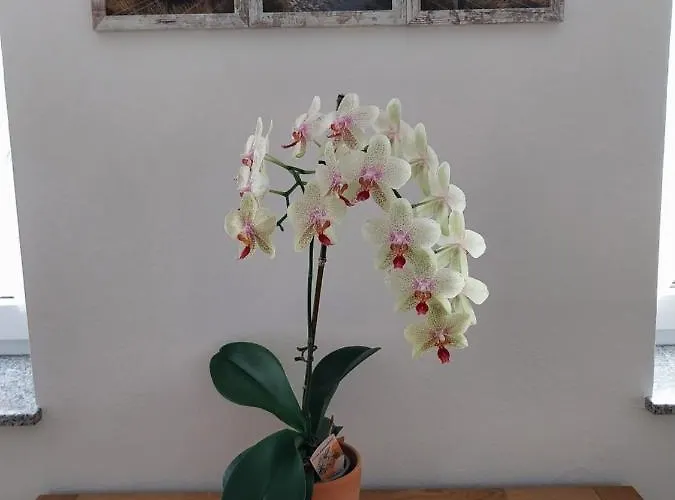 Buschmuehle - Ferienhaus Stolpen